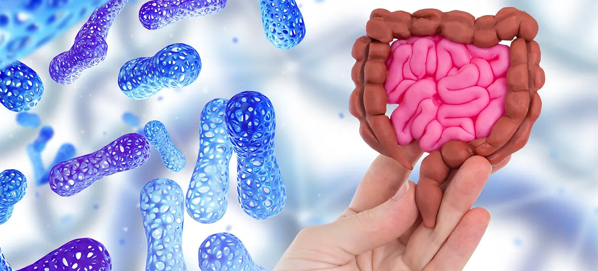 Probiotics for Gas and Bloating