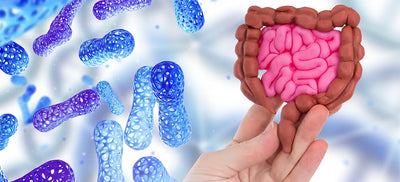Probiotics for Gas and Bloating: Do They Work?