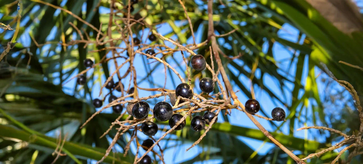 Saw Palmetto